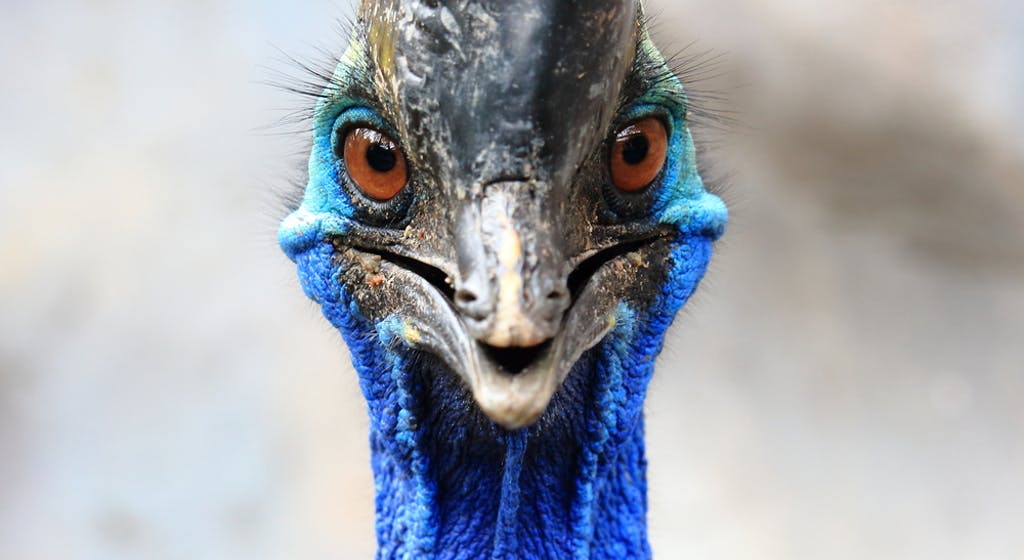 what is a cassowary